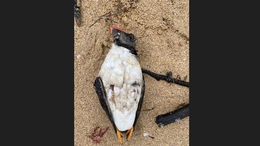 Aparecen más de cincuenta frailecillos muertos en la plaza de A Lanzada