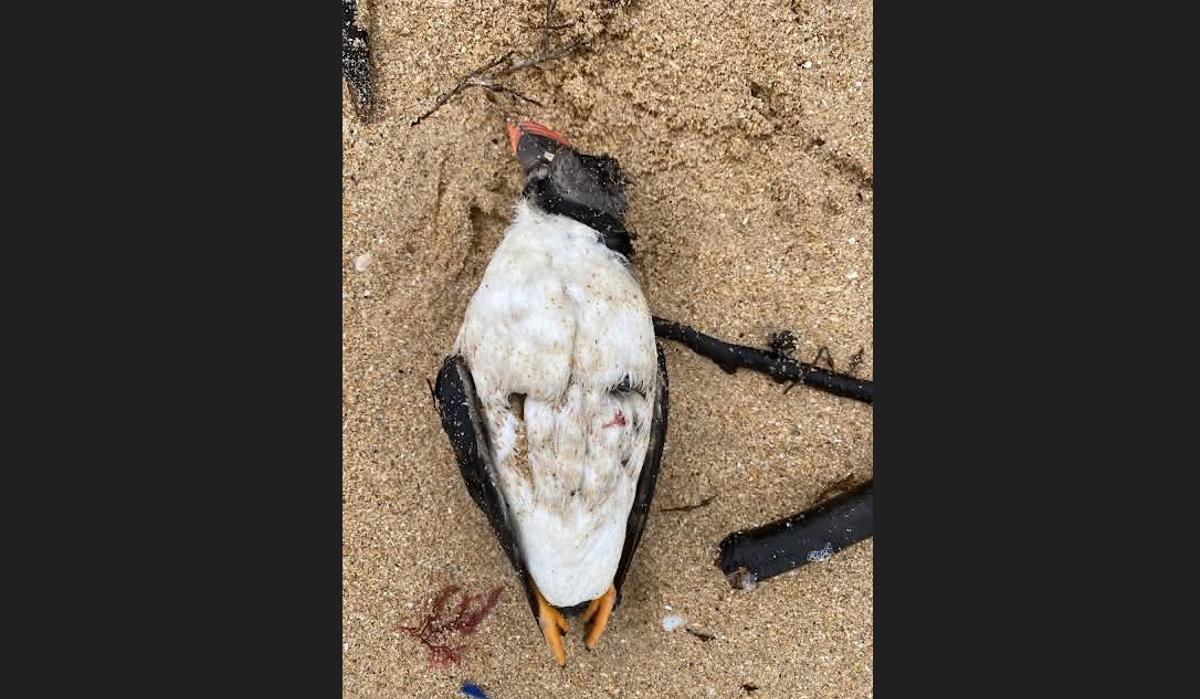 Uno de los ejemplares localizados