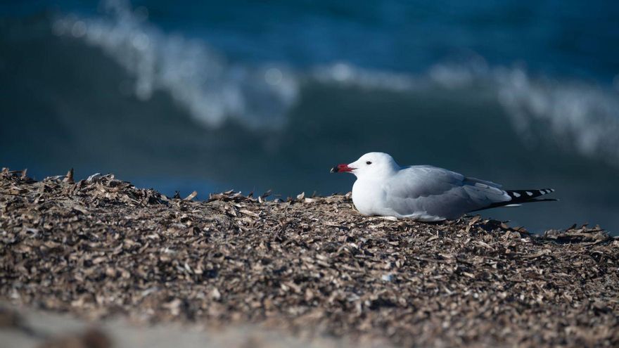 Una gaviota de audouin sobre un montículo de posidonia, a resguardo del temporal./ FOTOS: CAT