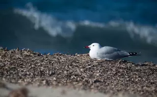 Especie bandera sólo a medias