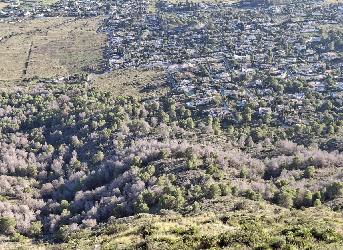 Pinos de la ladera sur del Montgó y chalés