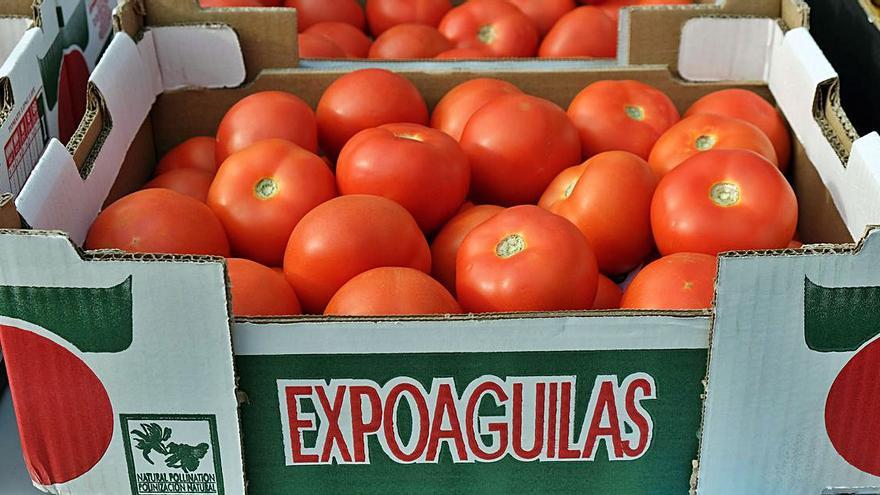 El tomate español, ‘actividad esencial’ en peligro de extinción