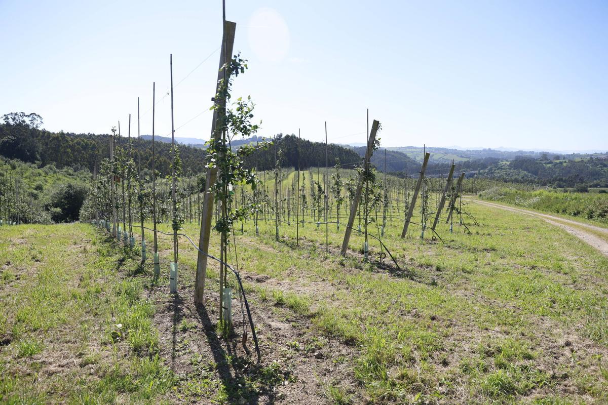 EN IMÁGENES: La Finca Gallinal abres sus puertas al "sidroturismos": una pumarada de 40 hectáreas y 20.000 manzanos