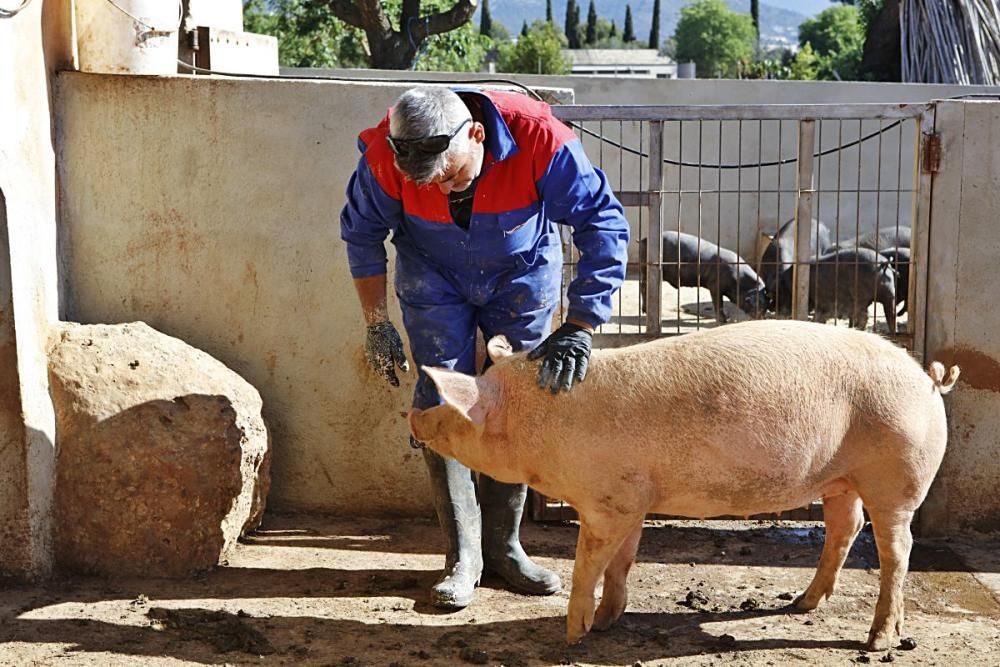 Auf Can Frau in Son Espanyol lässt Xisco Menguiano die Jungschweine unter Bäumen weiden und füttert gesunde Kost.