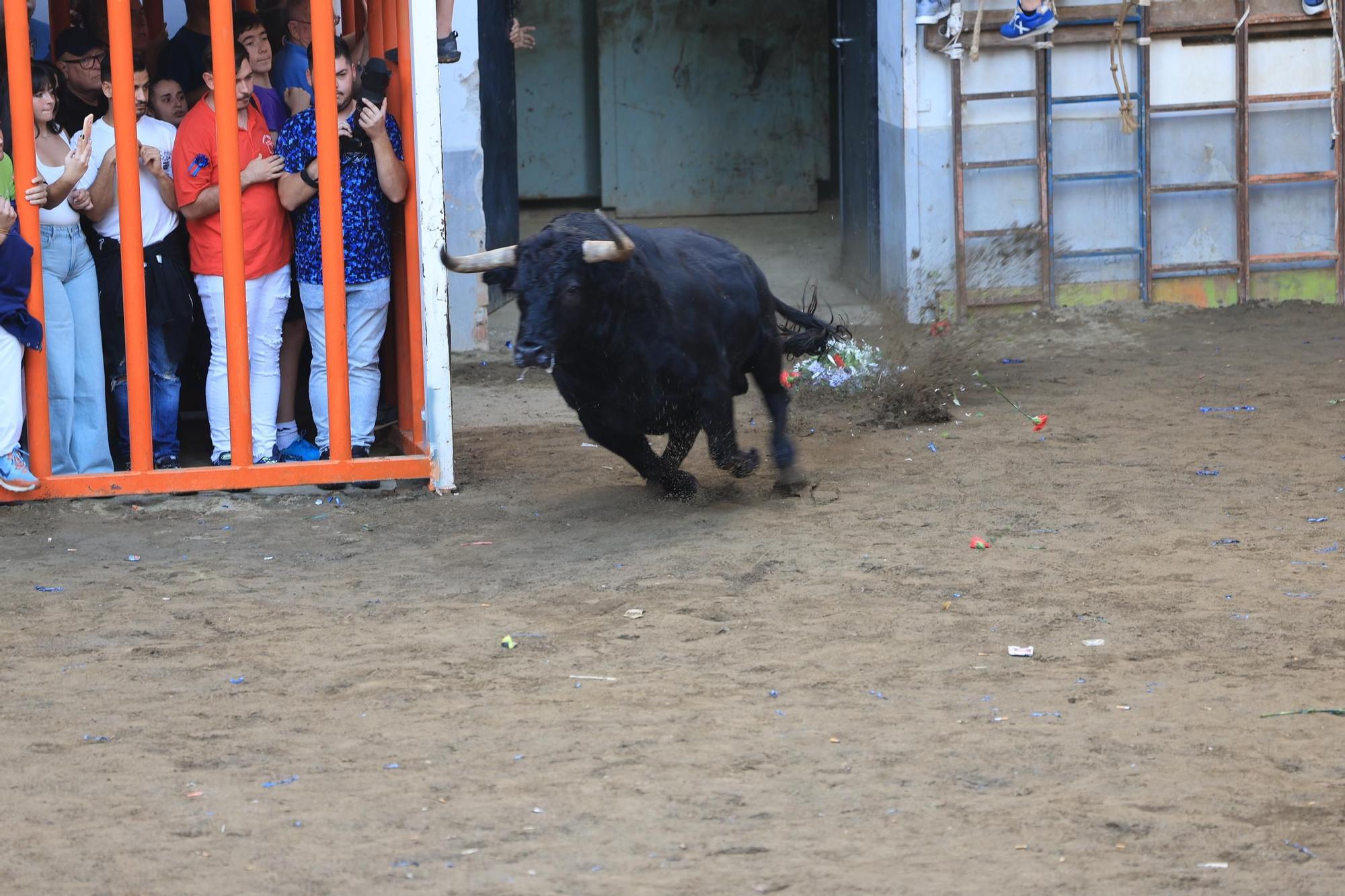 Las imágenes del primer encierro y de las exhibiciones taurinas de las fiestas de Almassora