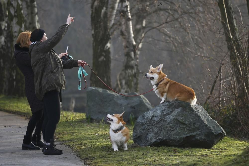 Les imatges més divertides del Crufts Dog Show