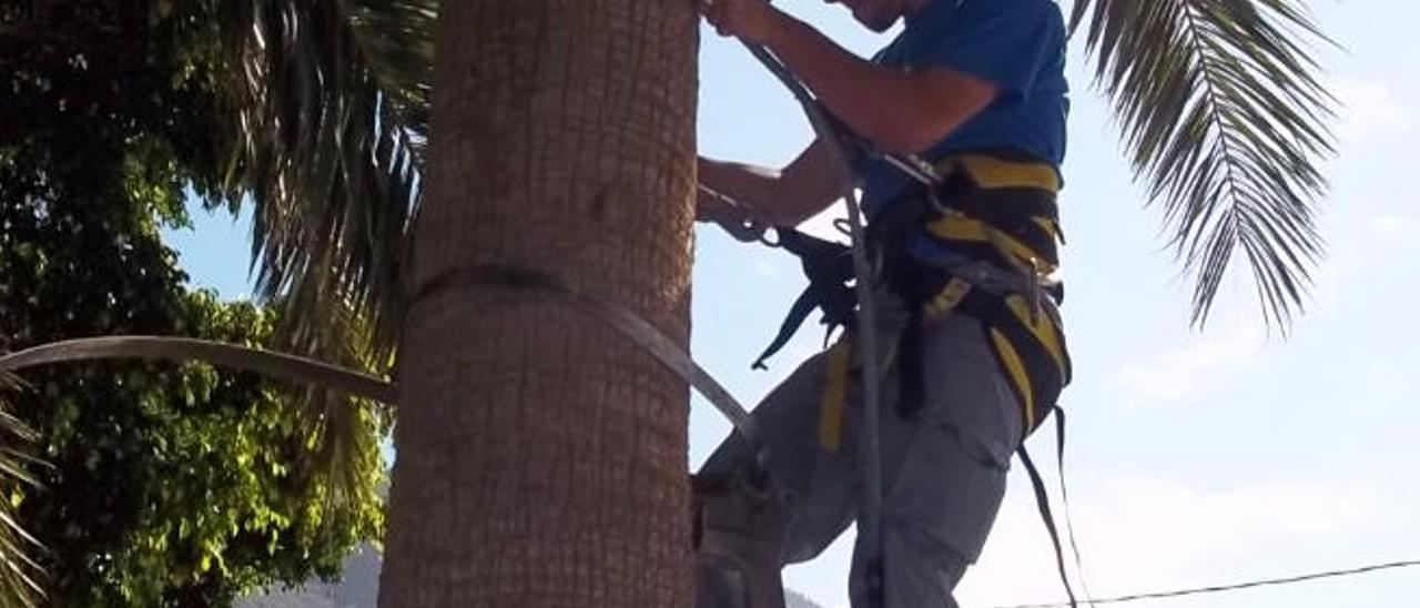 Un joven se prepara para subir a podar una palmera.