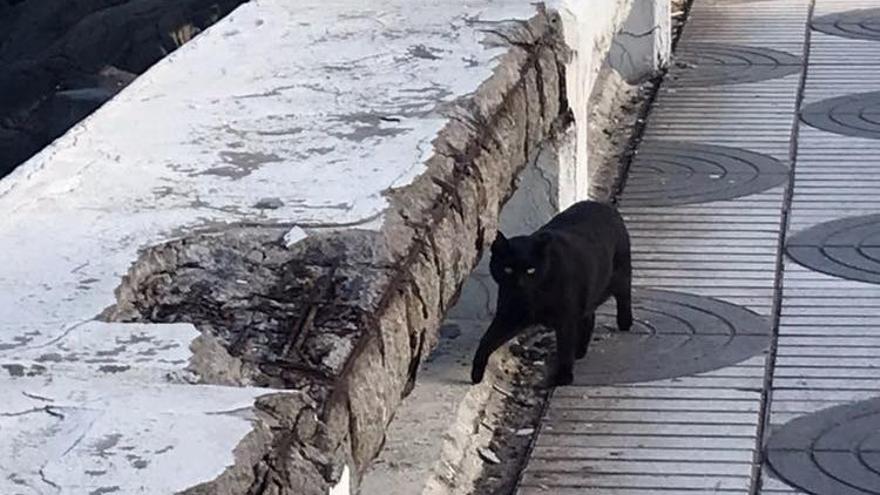 Deterioro del muro que bordea la Avenida Marítima