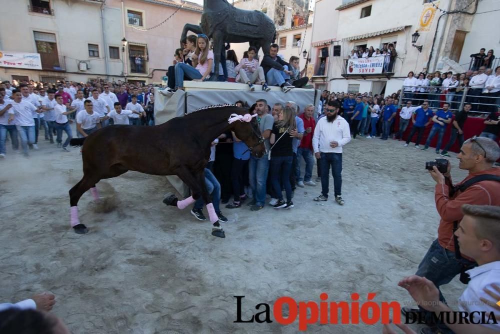 Caballo a pelo Caravaca (Desfile)