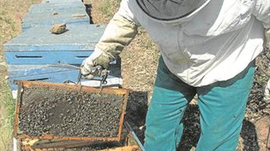 Val de Xálima mima a colmenas y abejas