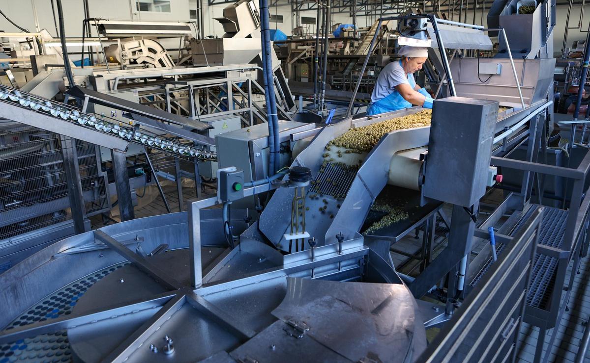 Una operaria seleccioando las aceitunas.