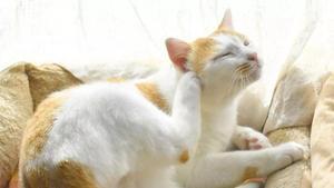 La sordera en gatos es bastante habitual.
