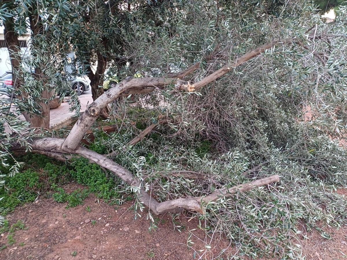 Efectos de las fuertes rachas de viento en El Camp de Morvedre