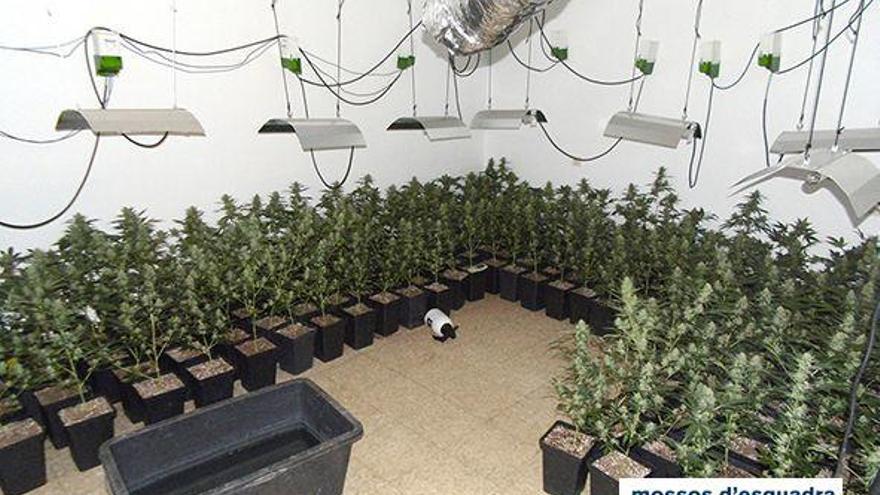 Una de les plantacions confiscades pels Mossos.