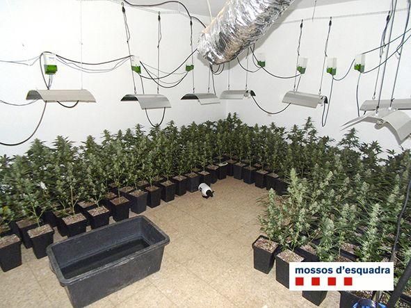 Localitzen 2.271 plantes de marihuana a l''Alt Empordà