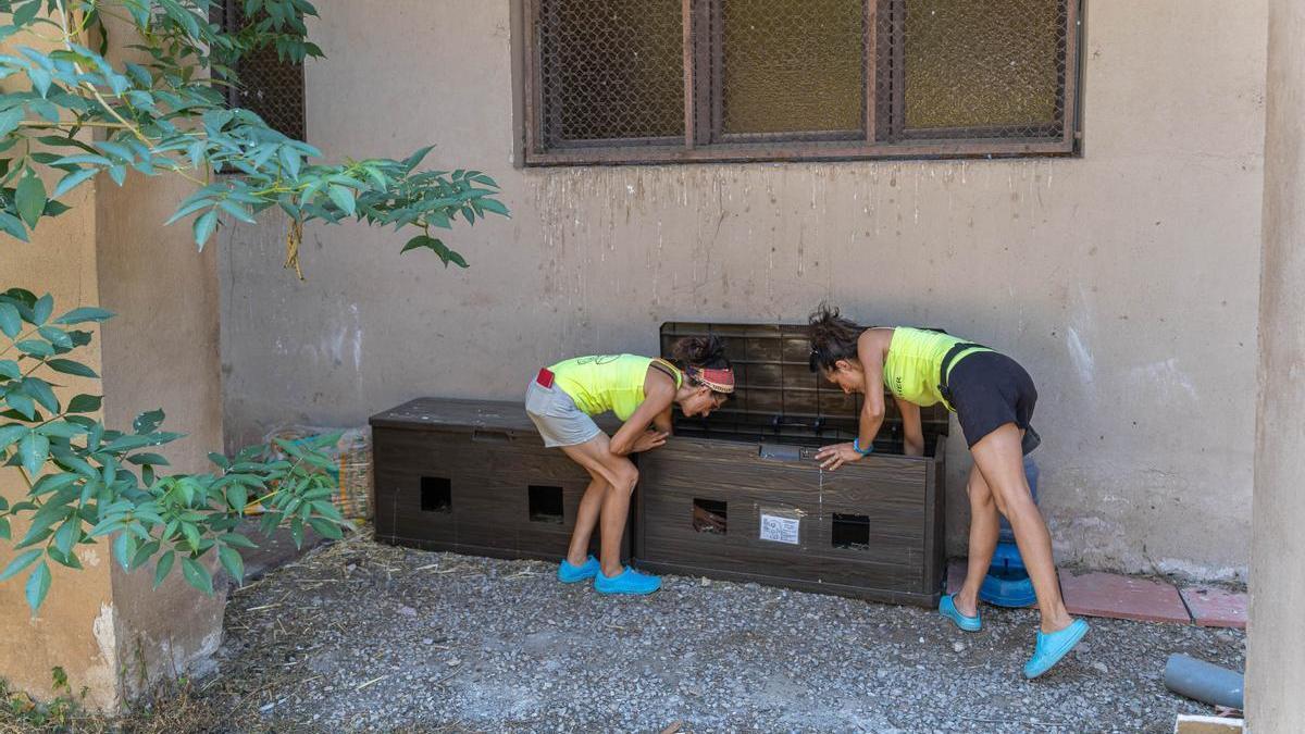 L&#039;Ajuntament té un contracte amb el Refugi de Graugés per ajudar a controlar les colònies de gats