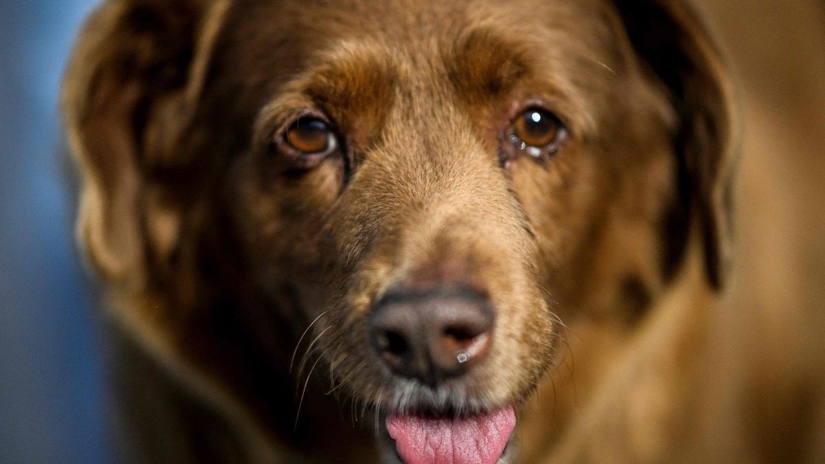 Muere Bobi, el perro más viejo del mundo