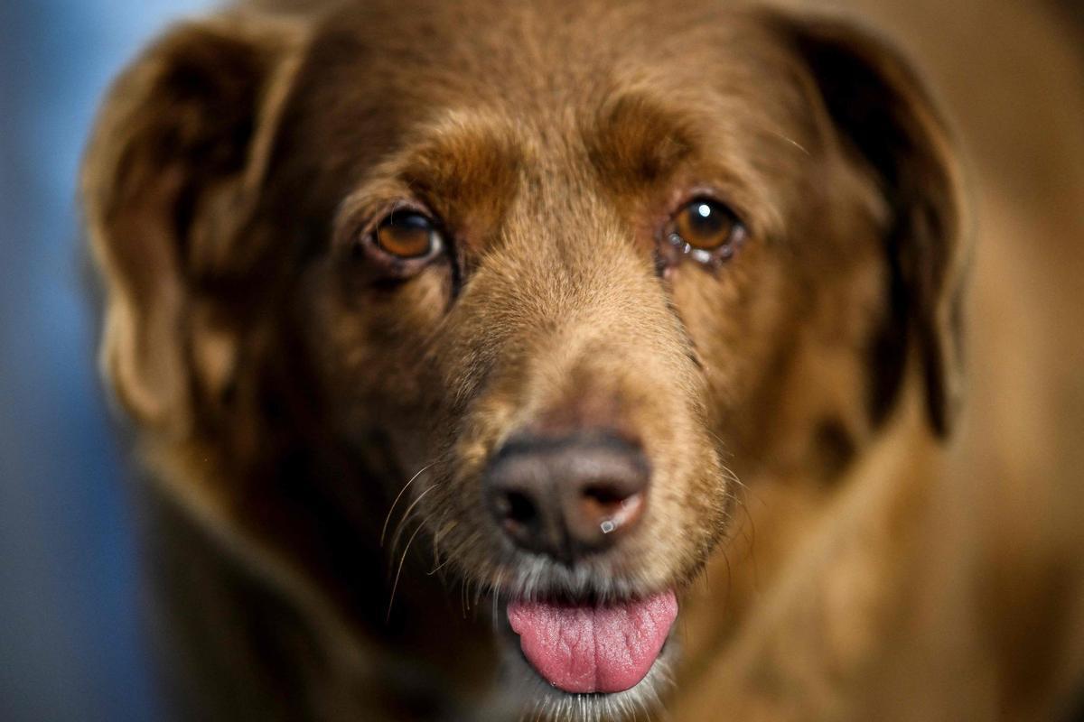 Bobi de 30 años, el perro más viejo del mundo según el Guinness World Records en Conqueiros, Portugal.