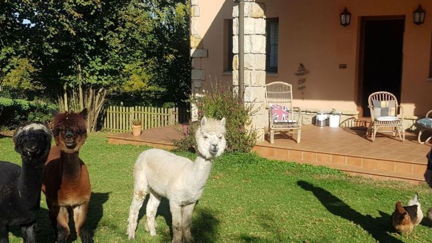 Las tres alpacas, “Peter Pan”, “Pedro” y “Pikachu”, con Jonathan Holden, en el exterior del hotel, en San Justo (Villaviciosa). | Vicente Alonso