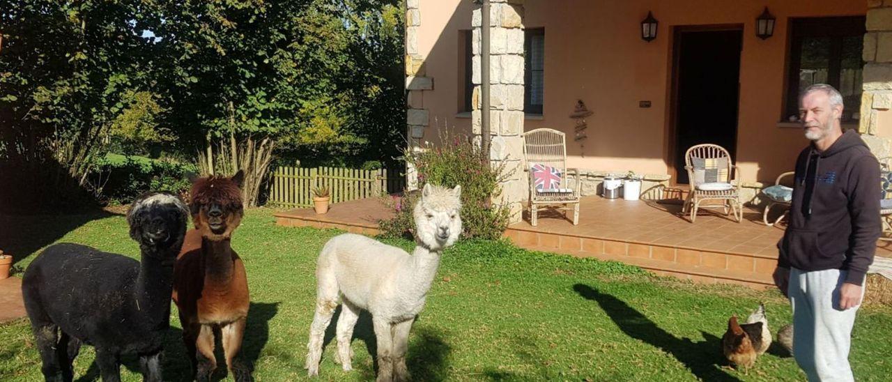 Las tres alpacas, “Peter Pan”, “Pedro” y “Pikachu”, con Jonathan Holden, en el exterior del hotel, en San Justo (Villaviciosa). | Vicente Alonso