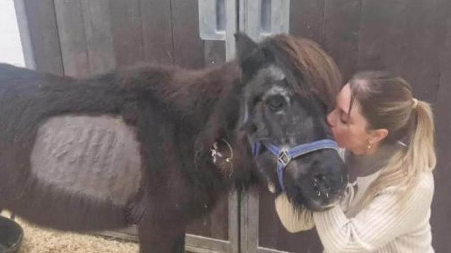 Una vecina de Alzira lanza un SOS para salvar a Zeus, el poni rescatado que pasaba hambre y vivía entre sus propias heces