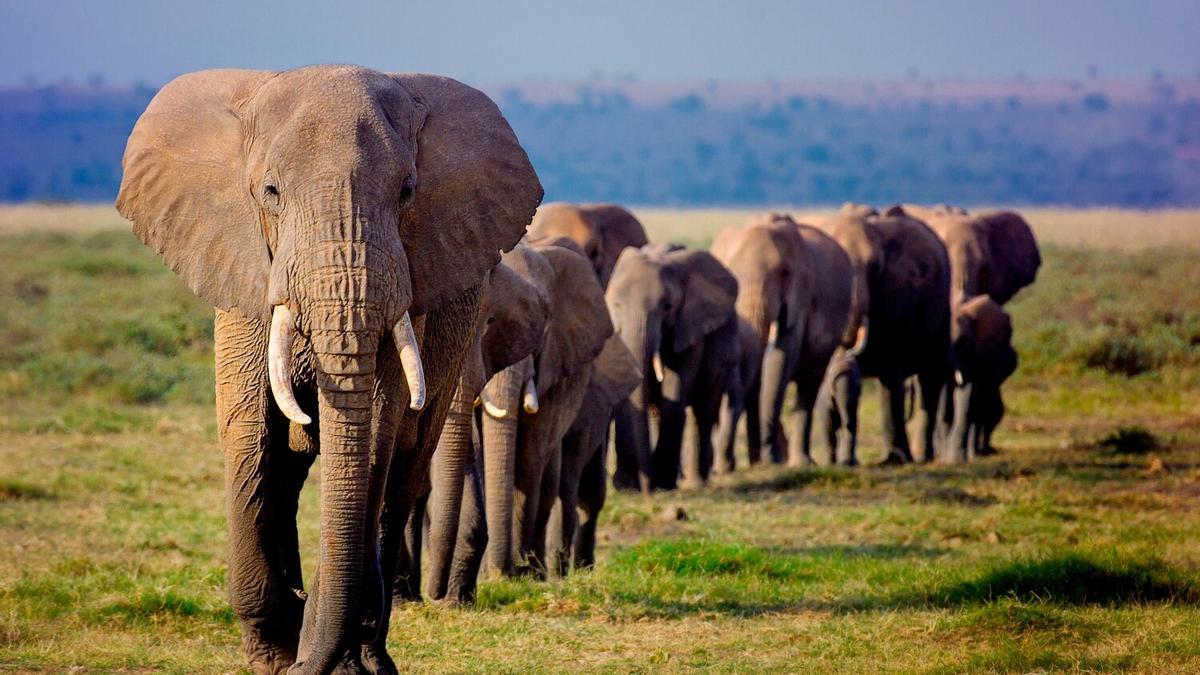 Una manada de elefantes africanos marcha en línea hacia un pozo de agua en el parque nacional Amboseli, Kenia.