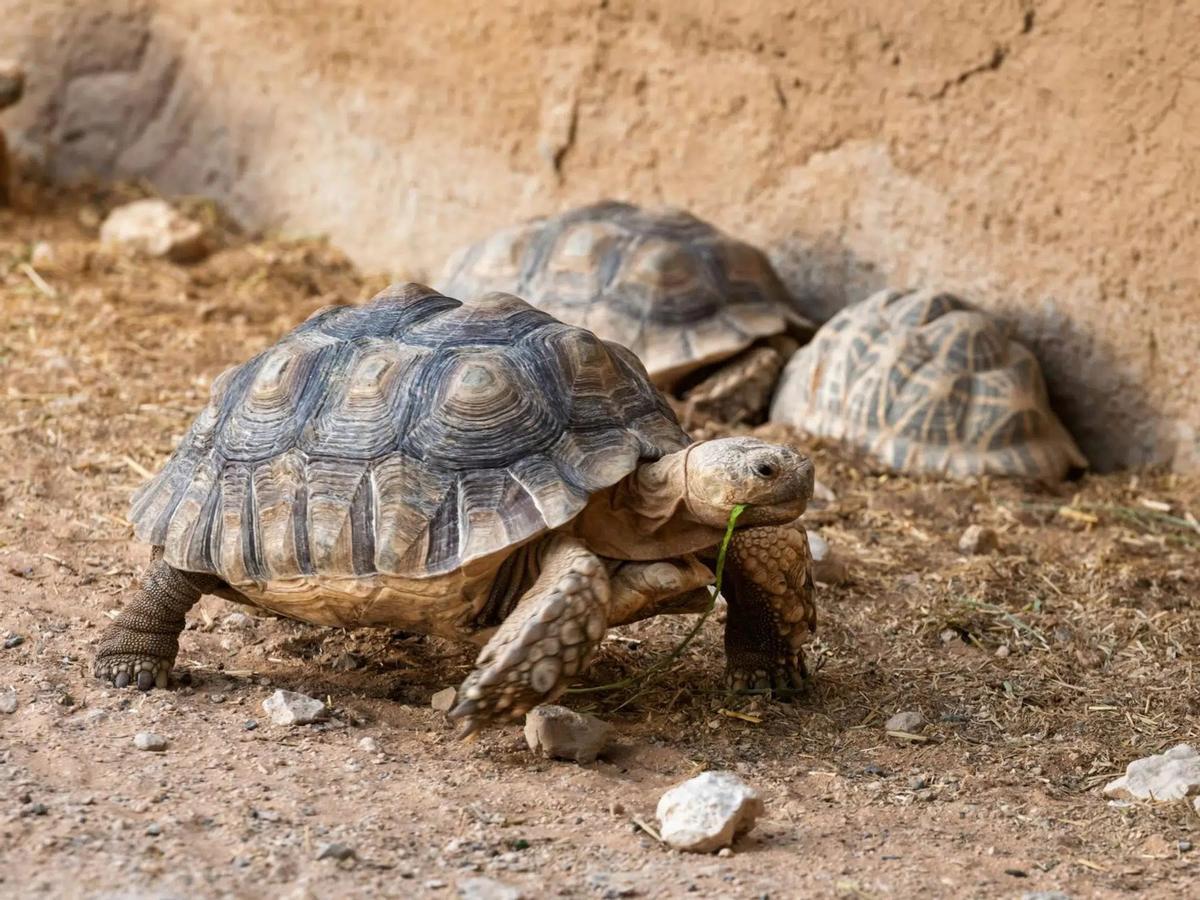 Las tortugas son especies protegidas y necesitan una autorización