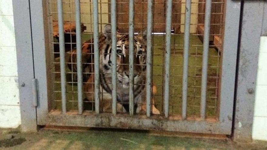 El triste tigre ya es feliz con la nueva tigresa de Vigozoo