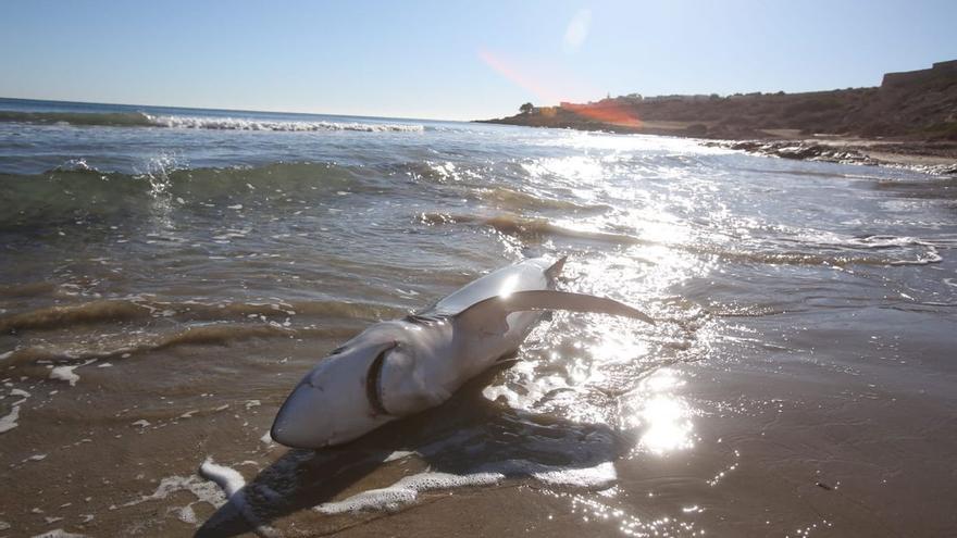 Aparece un tiburón varado en una playa valenciana