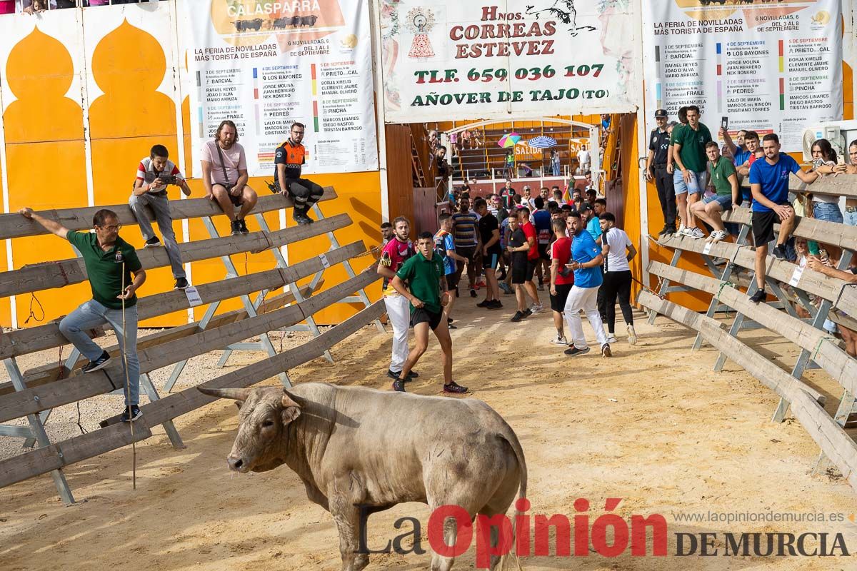 Segundo encierro de la Feria Taurina del Arroz en Calasparra