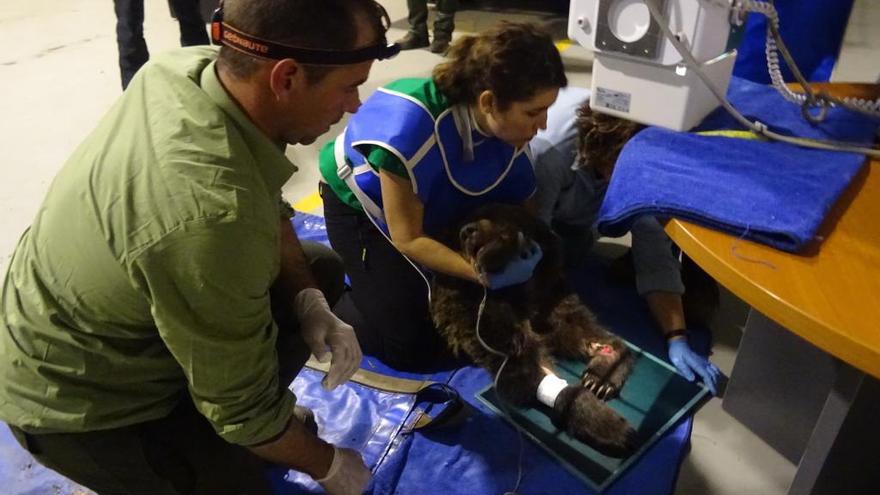 &quot;Beato&quot;, atendido por varios veterinarios en el centro de recuperación cántabro.