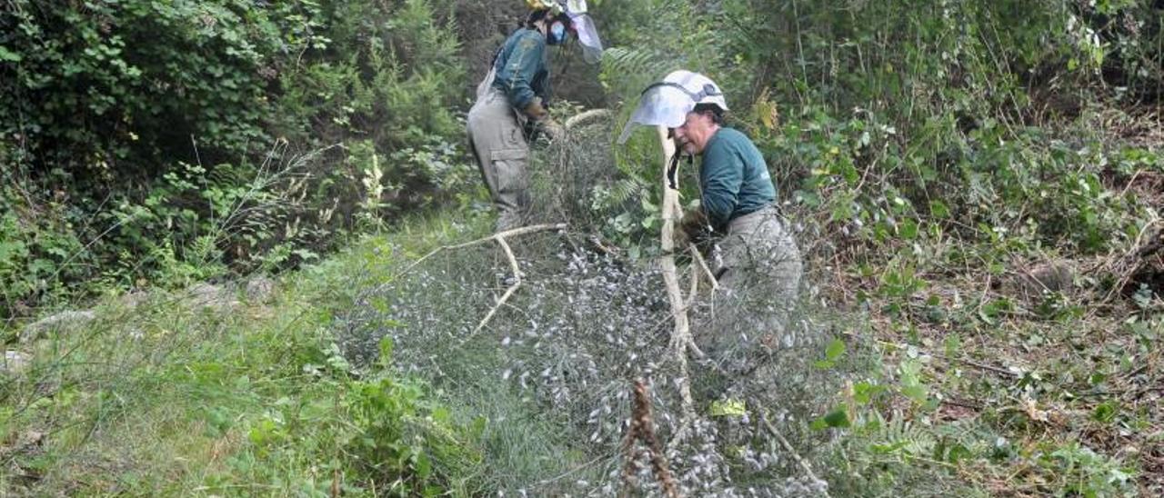 Miembros del servicio de extinción limpian de maleza una finca en Moaña.