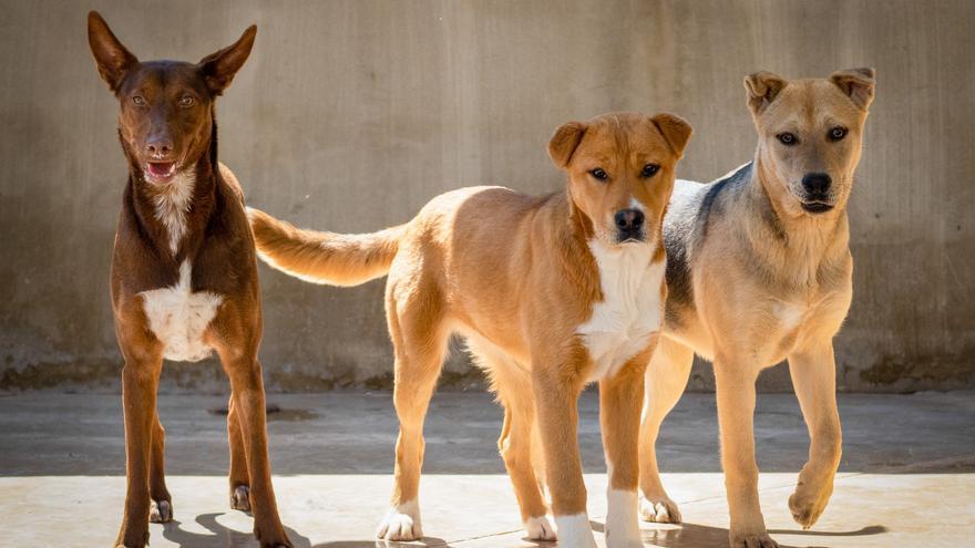 BIOPARC VALENCIA: DESFILE PARA ADOPTAR PERROS