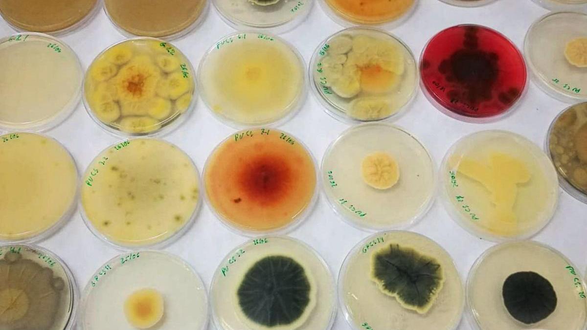 Distintos tipos de hongos capaces de degradar la espuma.