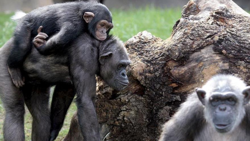 La conservaciÃ³n de chimpancÃ©s en Senegal.