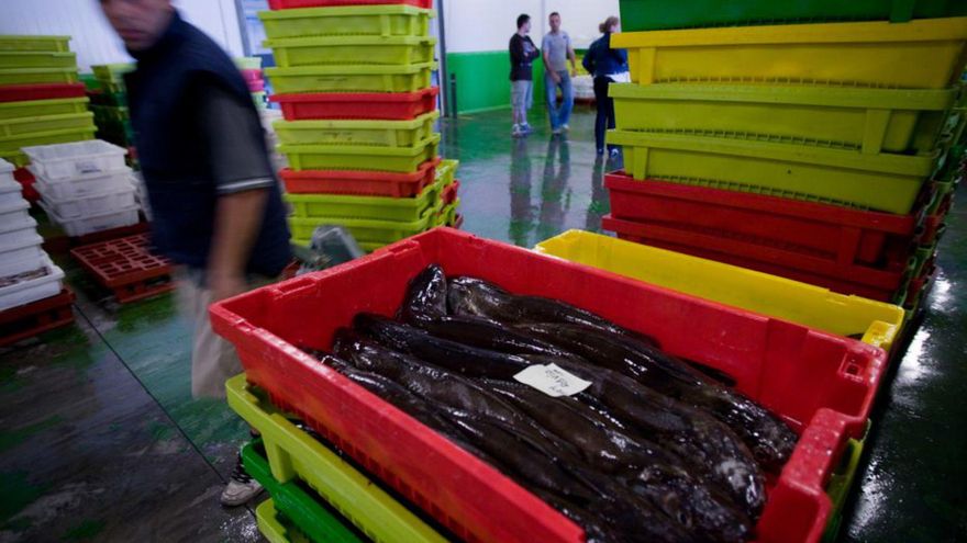 Una caja de merluza del pincho a la espera de ser vendida en la rula de Avilés. | RICARDO SOLÍS