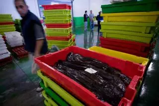 El Principado, sobre la pesca de pincho: "La defenderemos por tierra, mar y aire"