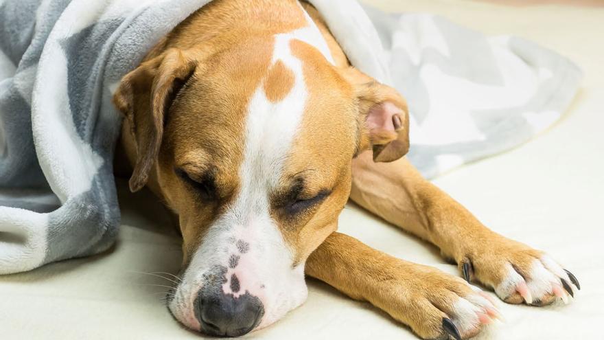 Así debes tratar el resfriado de tu perro