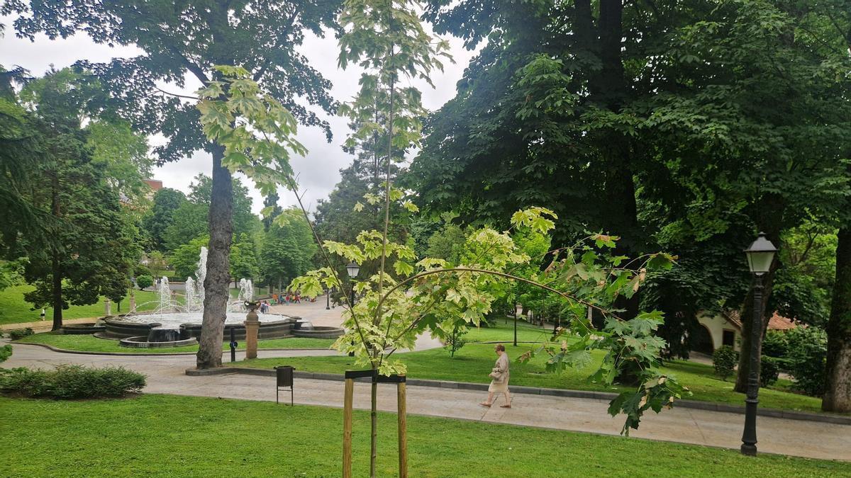 El arce leopoldii recién plantado junto a la Fuentona.