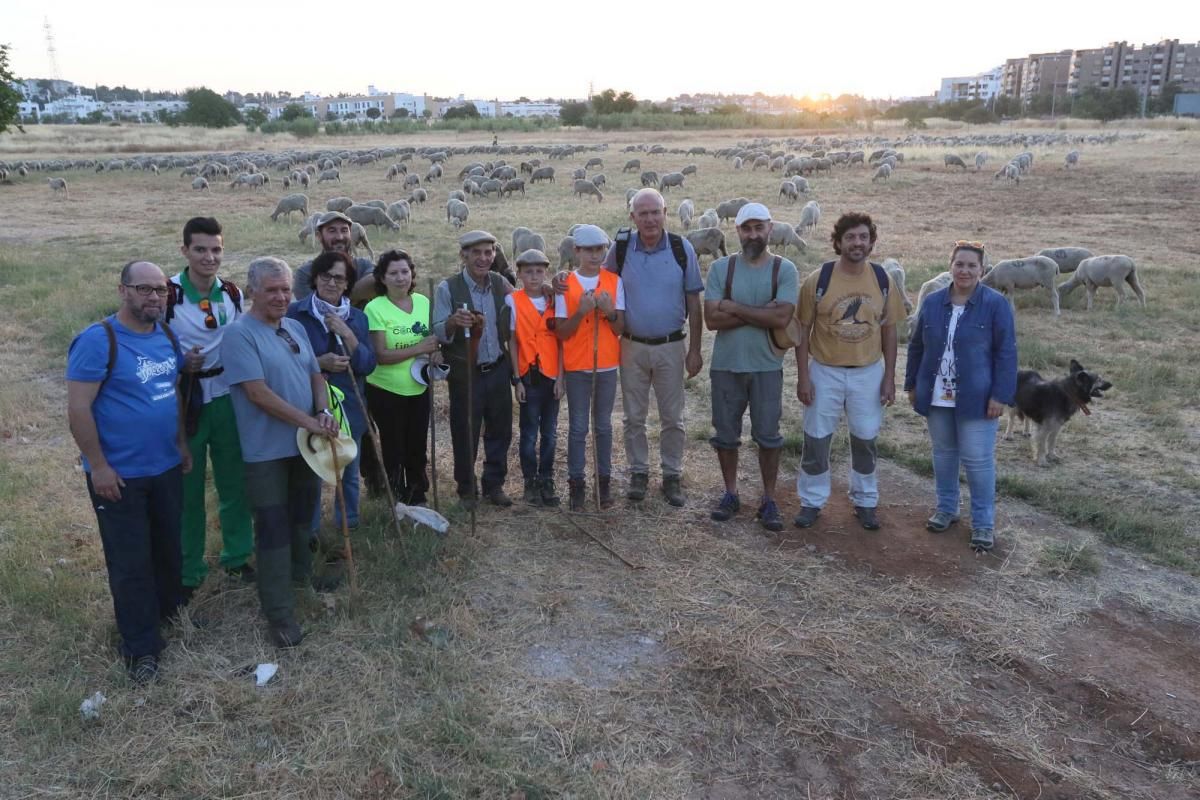 Las ovejas, a su paso por Córdoba