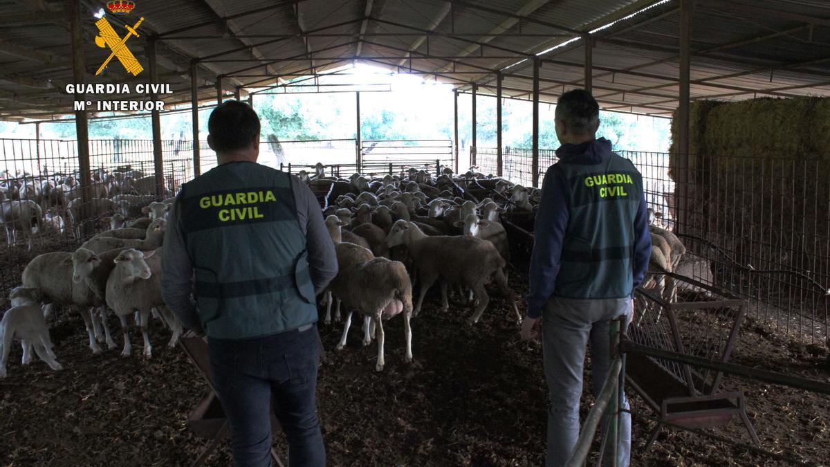 Agentes de la Guardia Civil, en una explotación ovina.