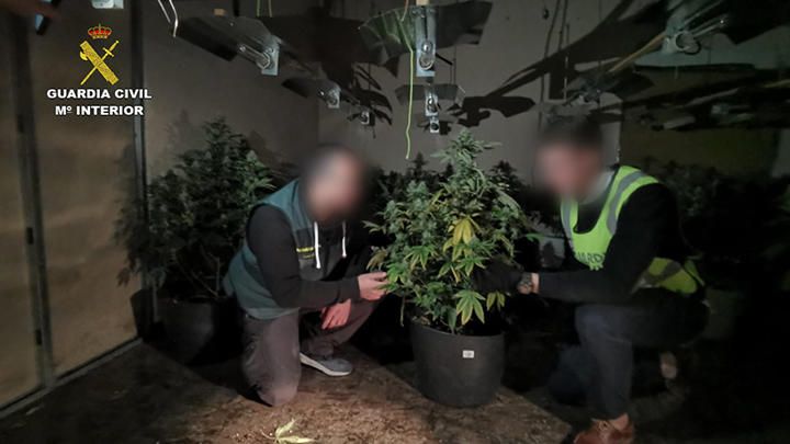 Desarticulada una banda que cultivaba y vendía marihuana a gran escala en Murcia