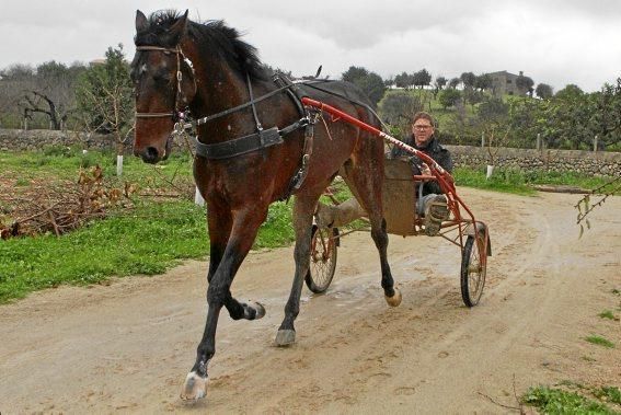 Pep Rotger trainiert Trabhengste in Selva. Der Sport ist beliebt, wird aber nicht so professionell wie in Frankreich betrieben. Charme hat er trotzdem.