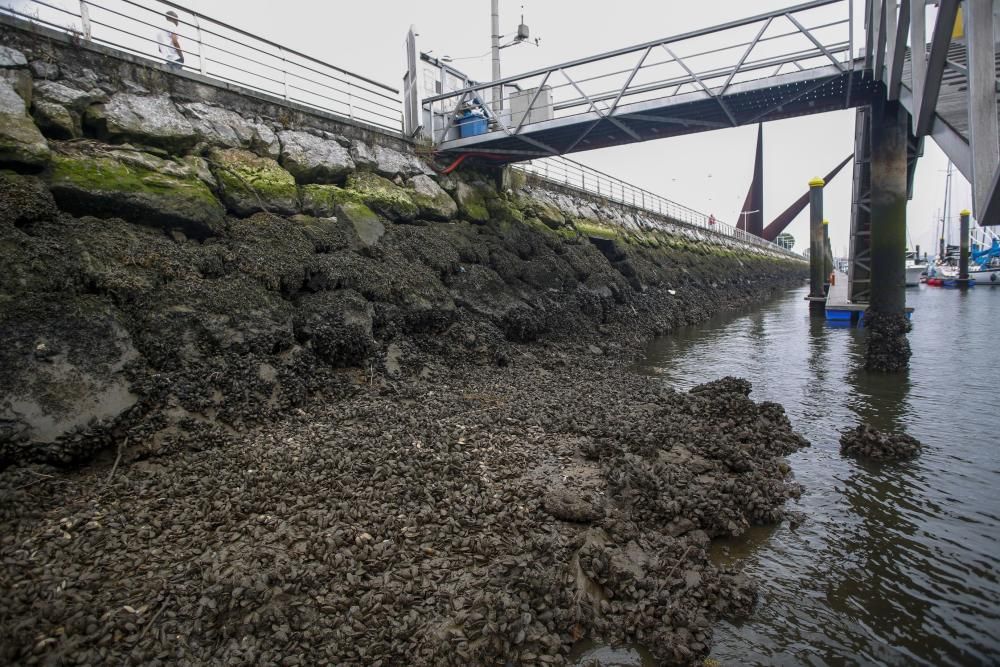 Ecologistas en Acción en la ría de Avilés