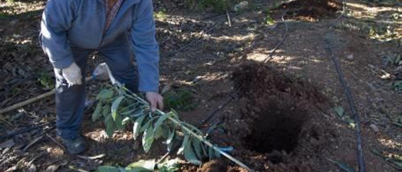 El propietario muestra los árboles que le dejaron cortados.