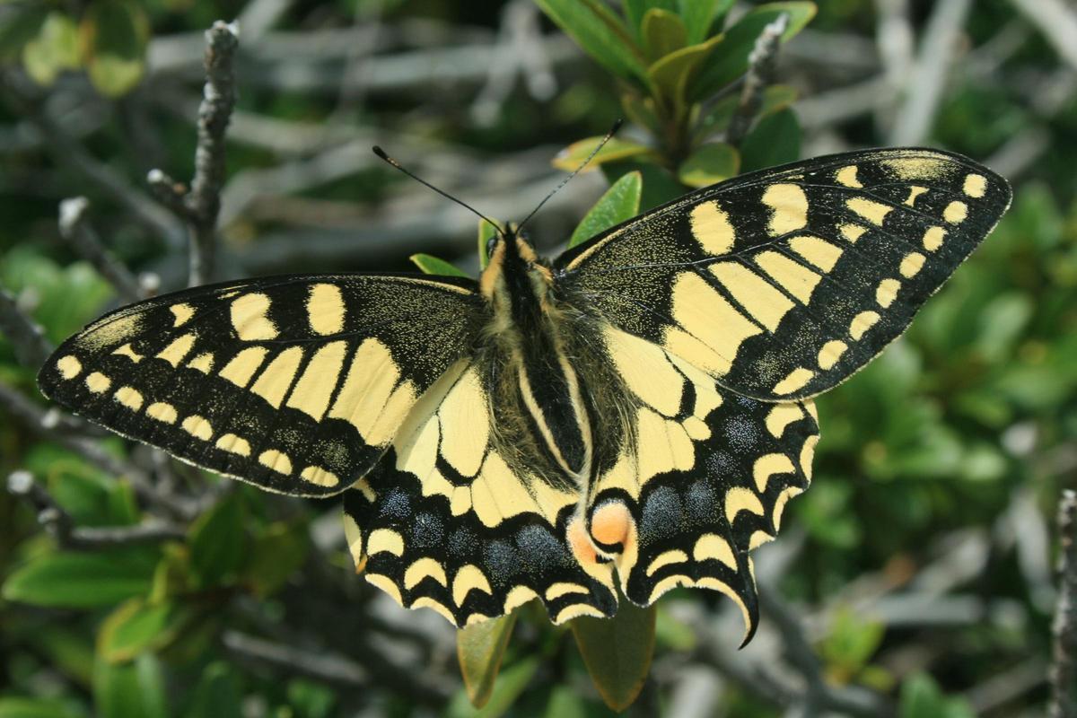 Las mariposas juegan un papel importante en el medio natural