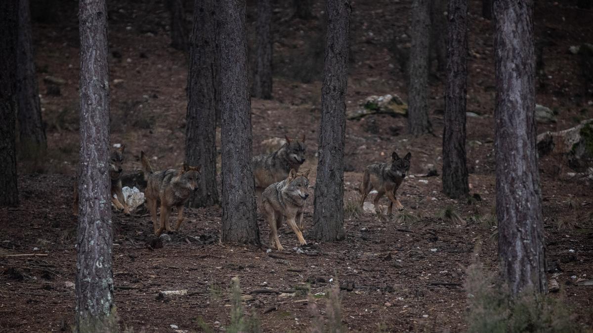 Ejemplares de lobo en el Centro del Lobo Ibérico de Robledo.