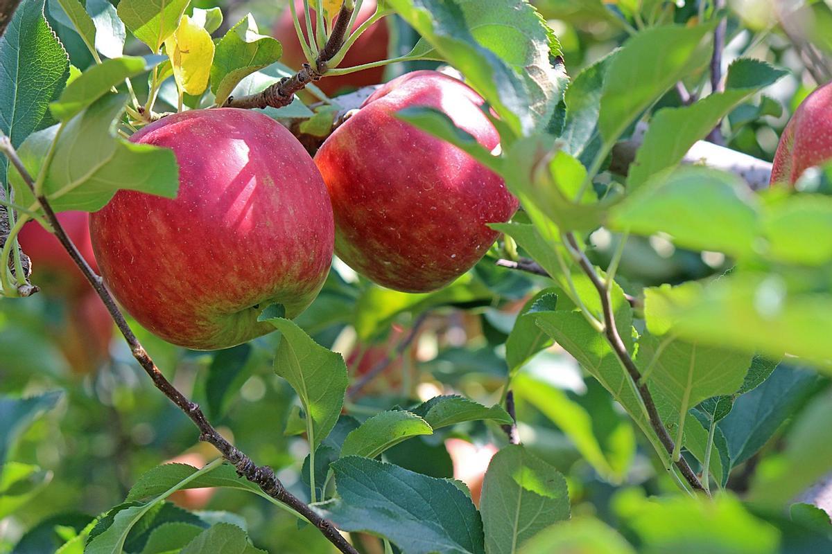 Las consecuencias de comer manzana cada día