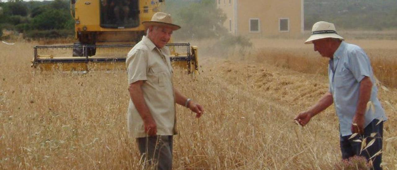 Dos payeses observan el estado del cereal ante una cosechadora en una finca del municipio de Maria de la Salut.