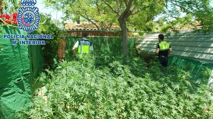 Desmantelada en Lorca una plantación y un secadero con casi 400 plantas de marihuana